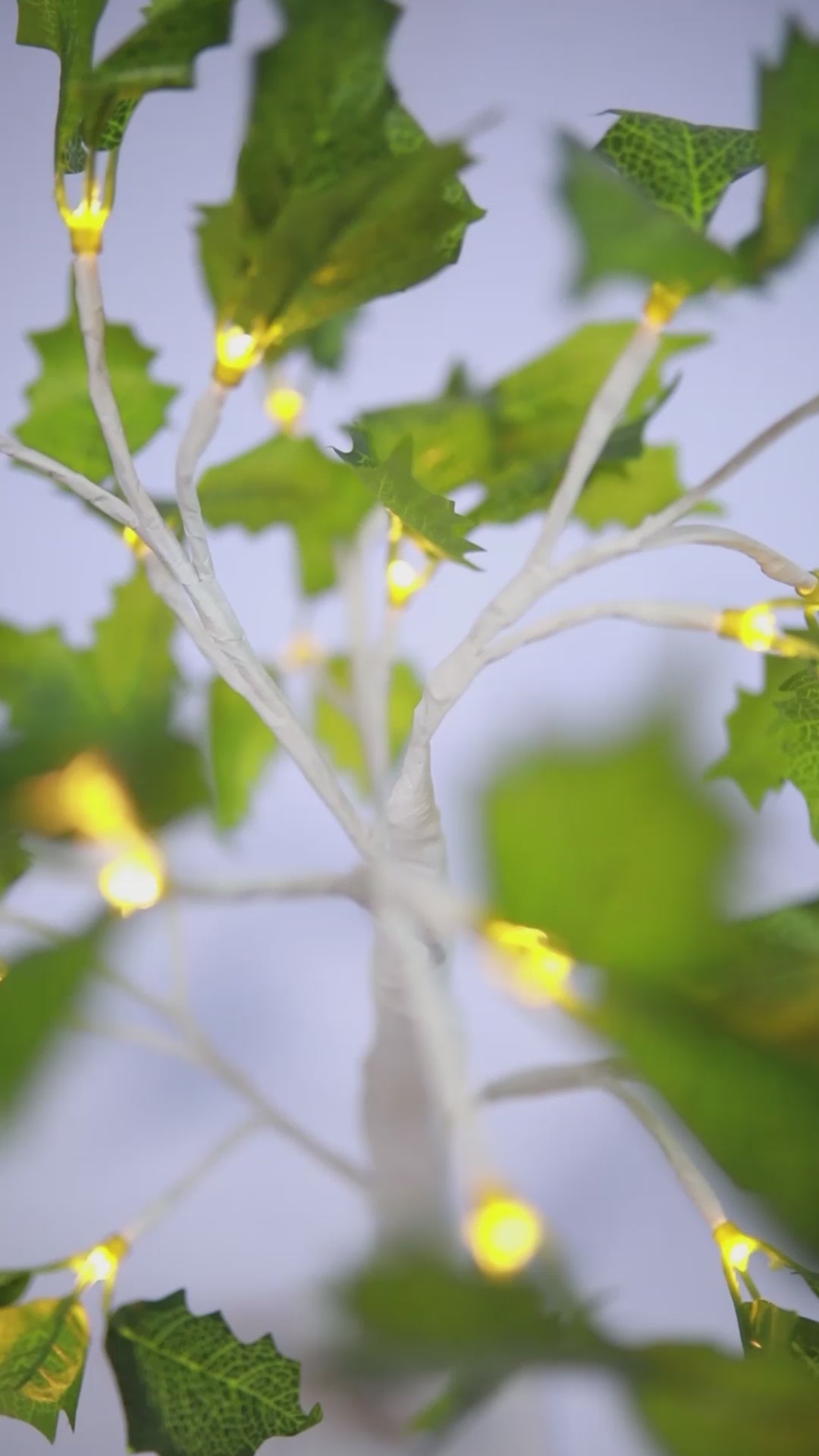 Bonsai LED Chokkan